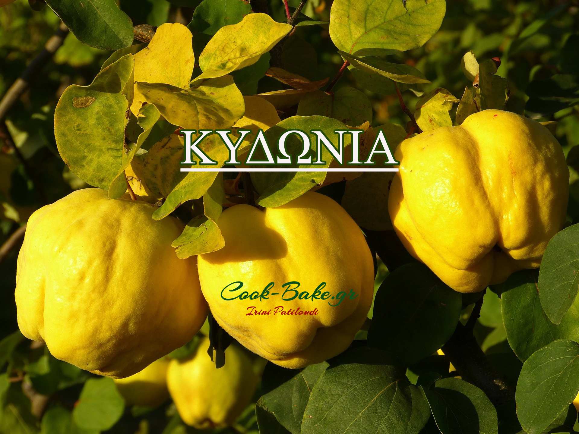 quince-65189_1920(1)