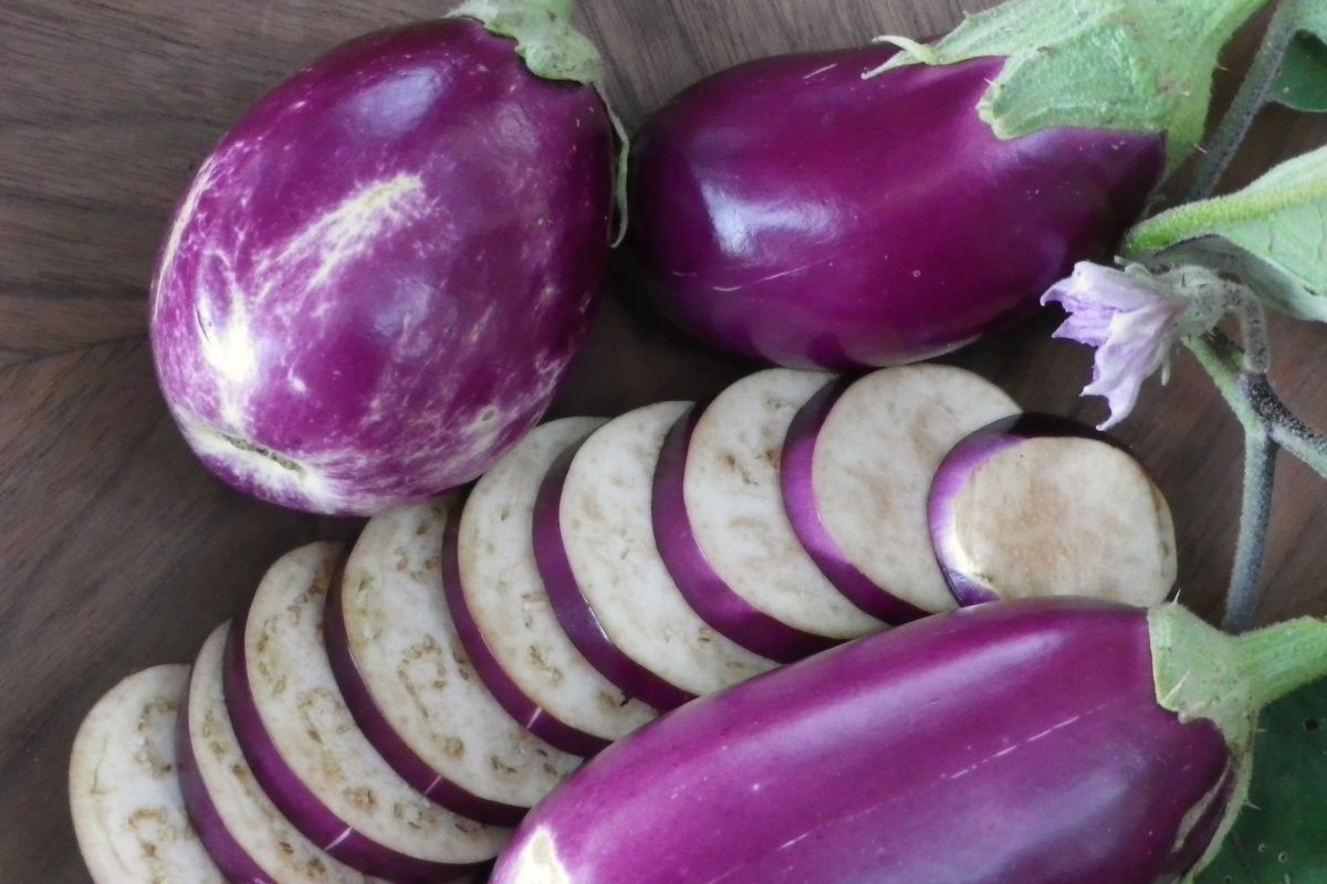 eggplant-rosita_LRG
