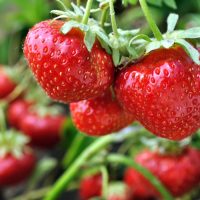 erdbeeren-pflanzen-sorten-zeitpunkt