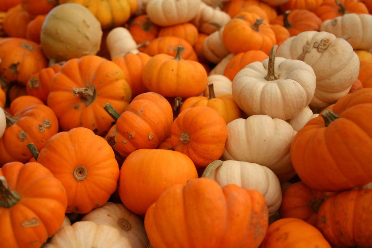 plenty-of-pumpkins